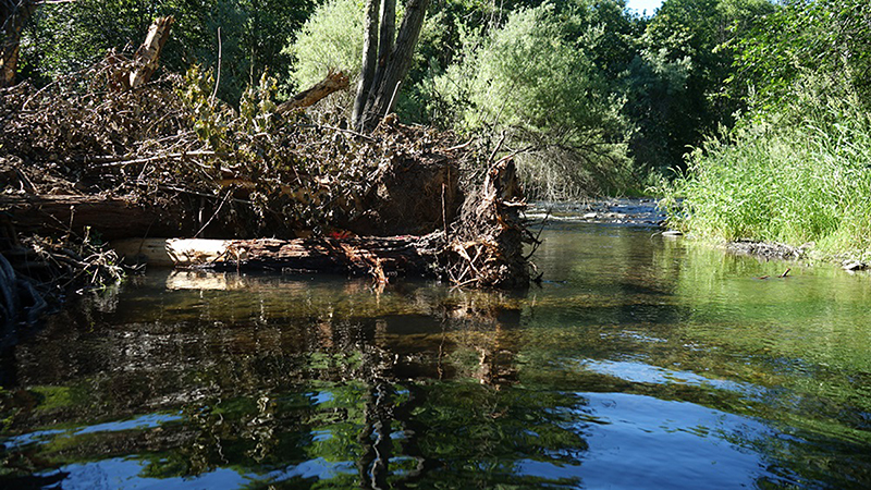 Restoring water habitats in Oregon